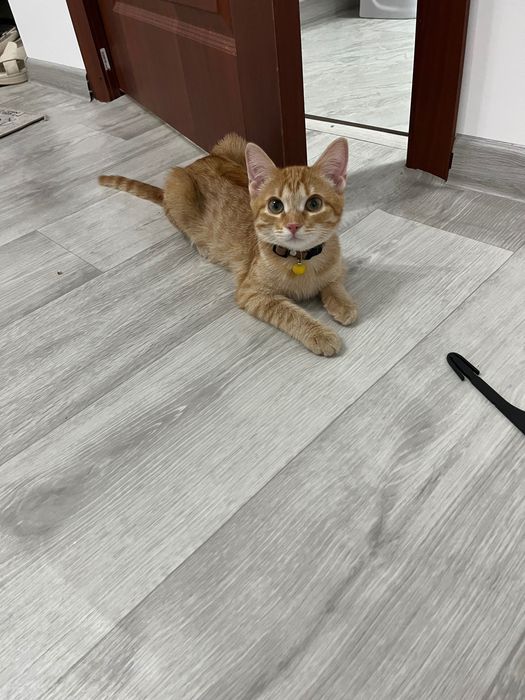 Отдам милого котенка