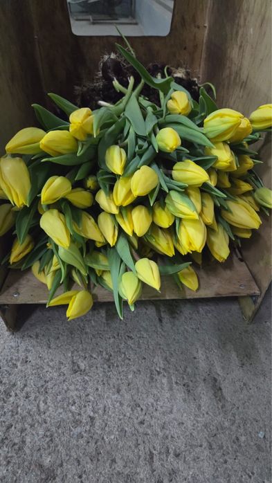 Тюльпаны оптом Астана