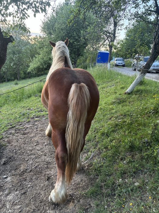 De vanzare de 2 ani