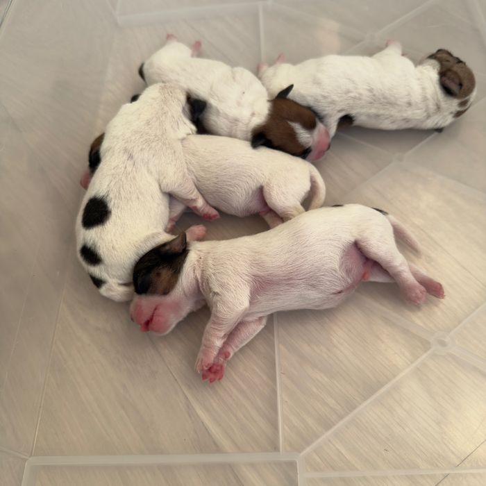 Предлагаются щенки Джек Рассел Терьер