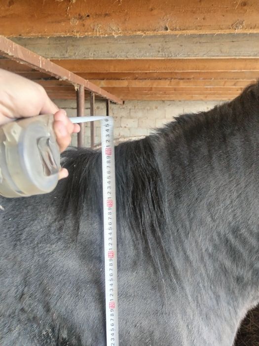 Жылқы дөнен шығар