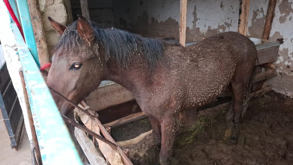 Жылқы палтарашкы