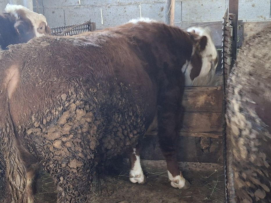 Продам быков ак бас