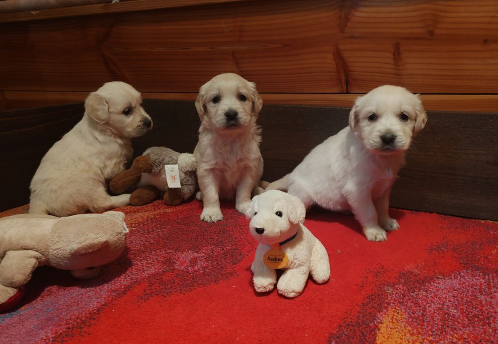 Голдън  ретривър