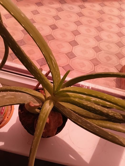 Лечебный алоэ сатылады