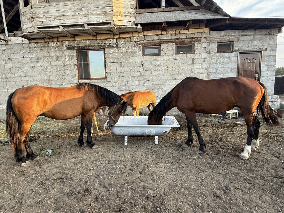 Продам двух кобыл вместе с жеребятами