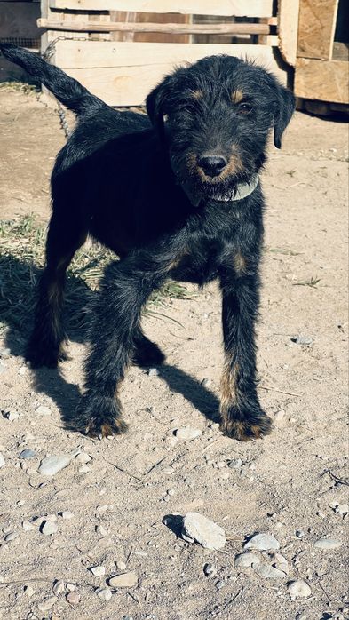 Ягтерьер сатылады