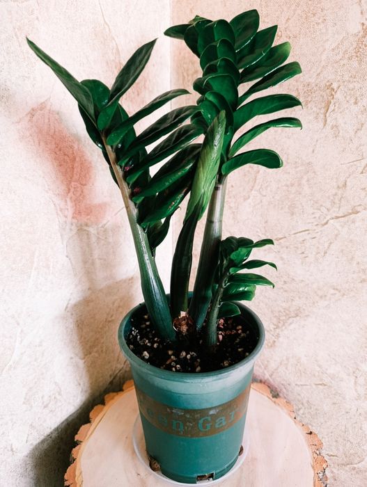 Продам Замиокулькас Зензи