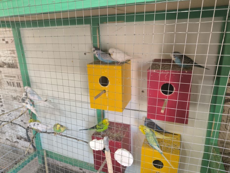 Попугаи волнистые и корелла