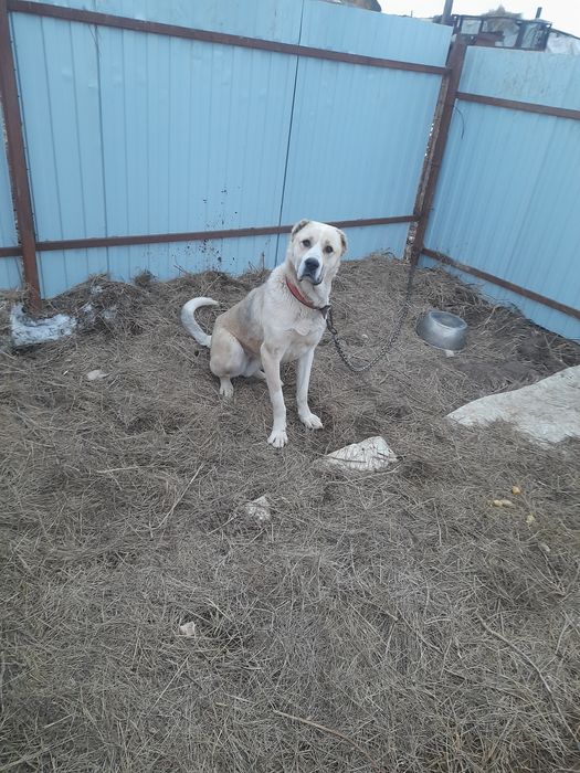 Продам алабай отличная