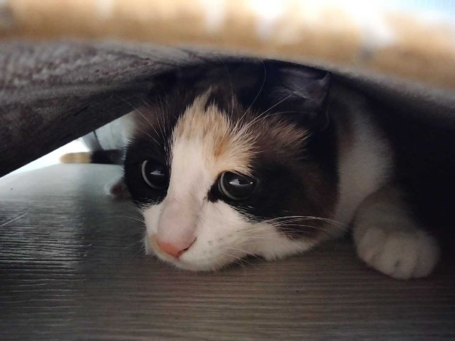 Кошка в добрые руки