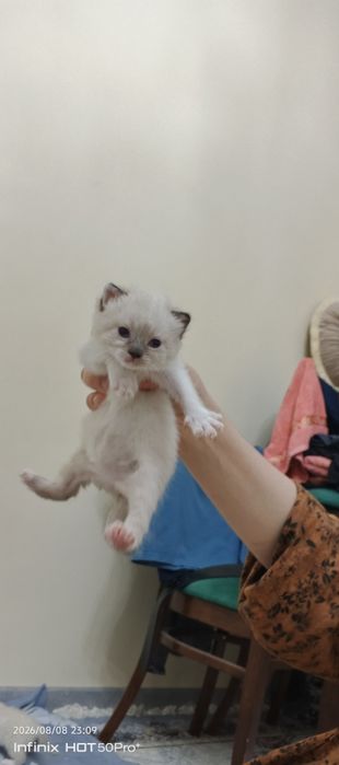 Скотиш фолд скотиш страйт