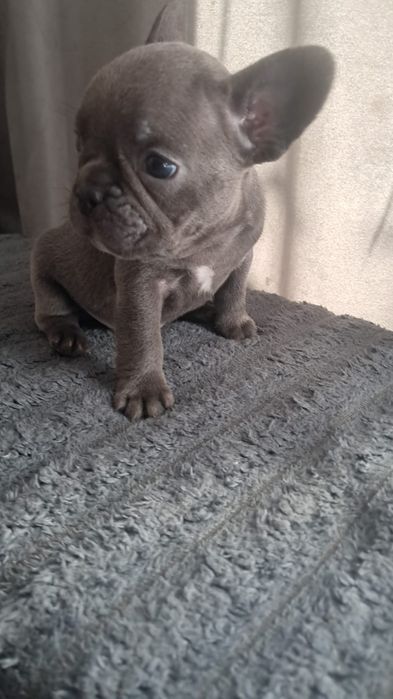 Французский бульдог девочка голубого окраса