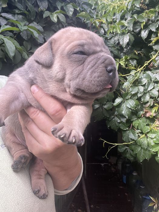 Американский булли щенки