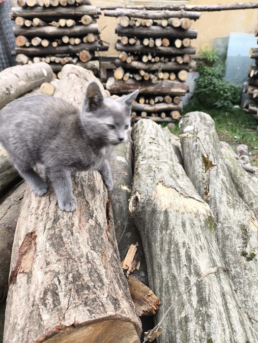 Pisici frumoase donez