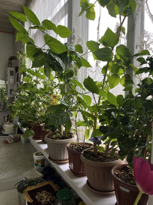 ботанический сад