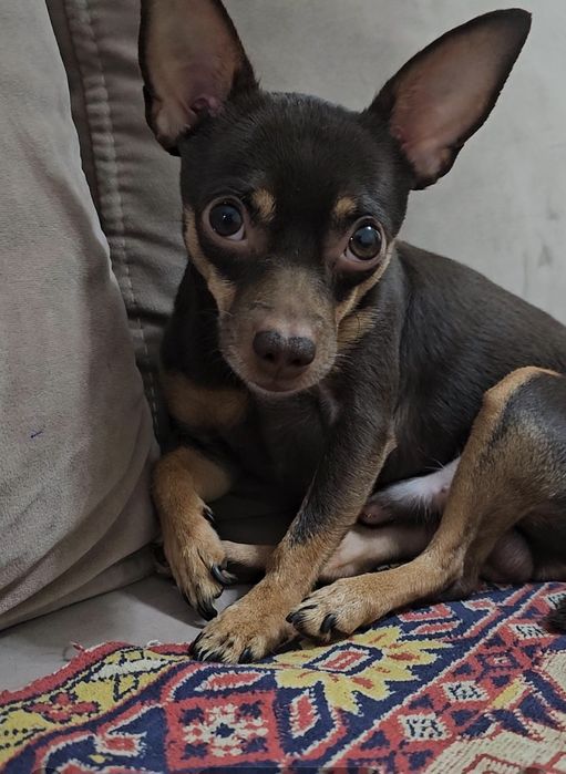 Вязка шоколадный той терьер