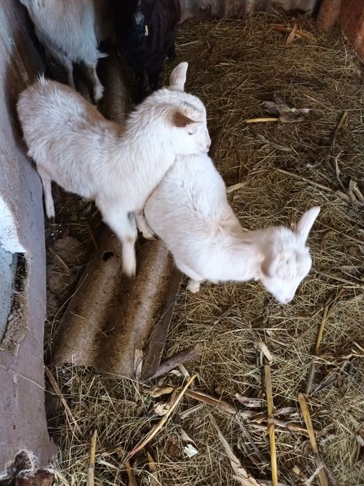 Capre/iedițe de vanzare