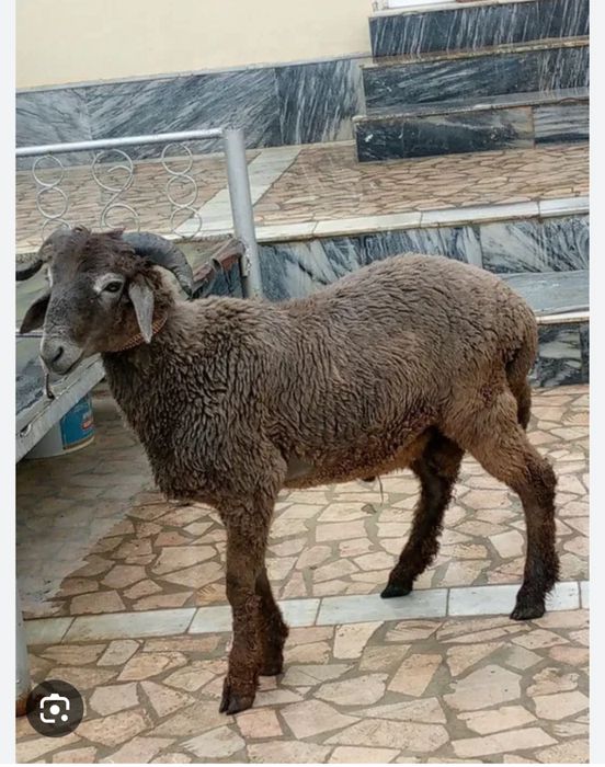 Кузи кучкорлар сотилади