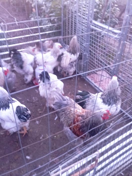 Vând cocoși brahma 2025