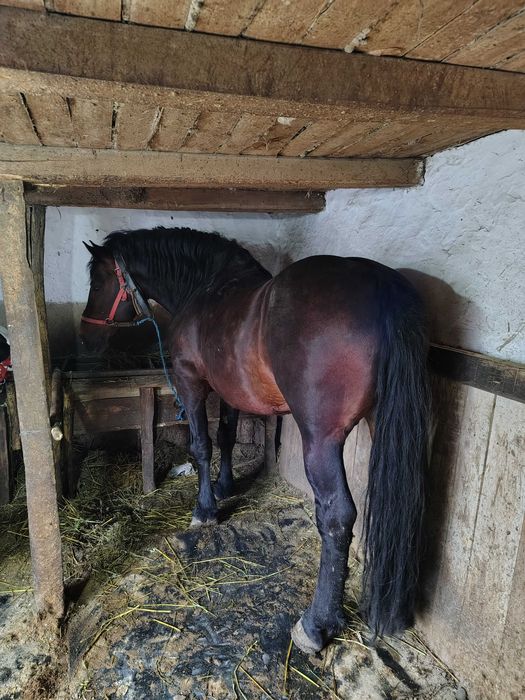 Cal de montă original!