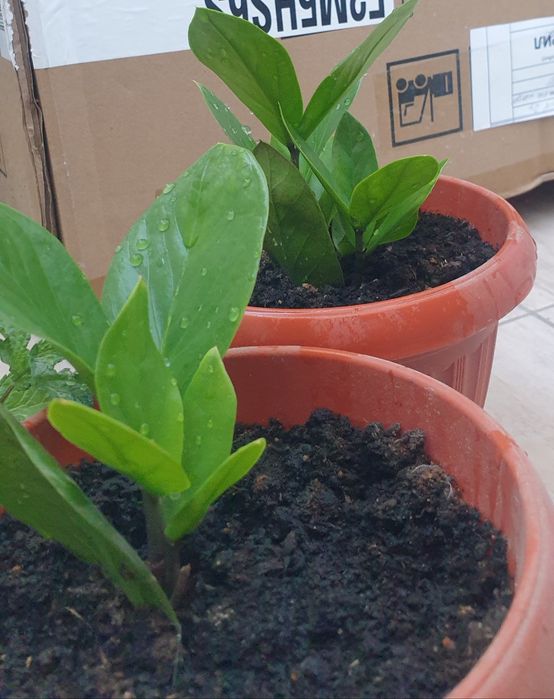 Долларовое дерево, Замиокулькас