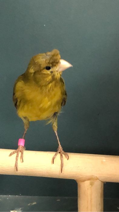 Канарейка (кенор) самец