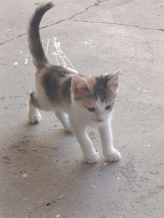 Mushukchalar hadyaga beriladi