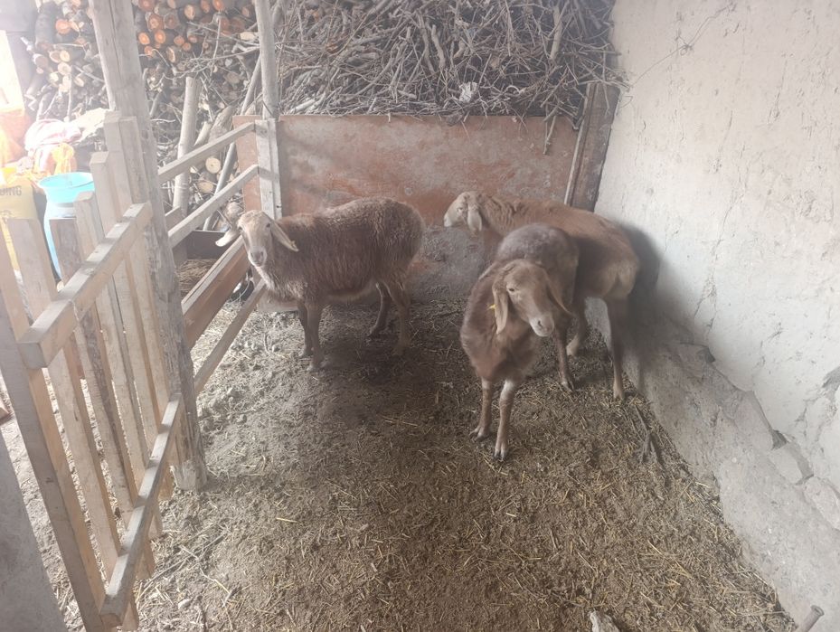 Арашан куйлар сотилади