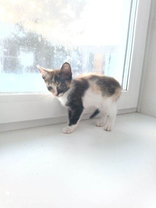 Отдаем котят в хорошие руки