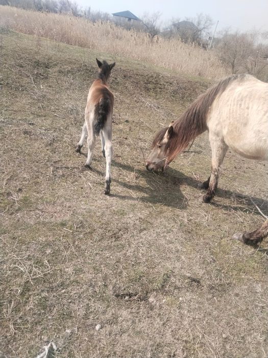 Жылқы сатыладыыы