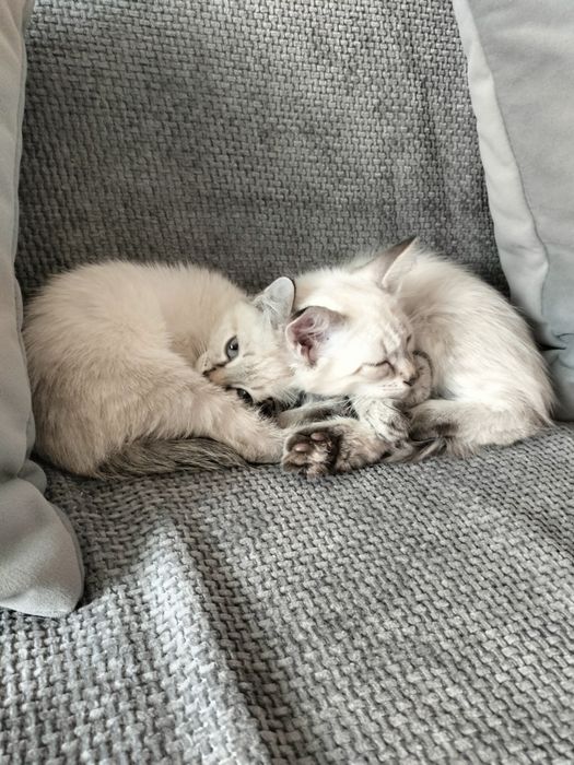 Отдам котят в хорошие, добрые руки!!!