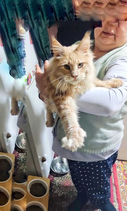 кошки МЕЙНКУН 5мес мальчик и девочка с документами