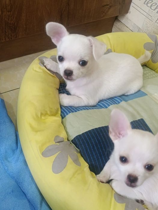 Продам чистокровных Чихуахуа