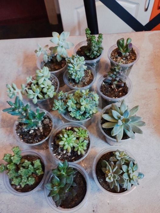 . Кактусы и суккуленты