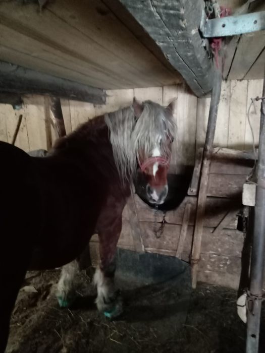 Doi cai cai de vânzare