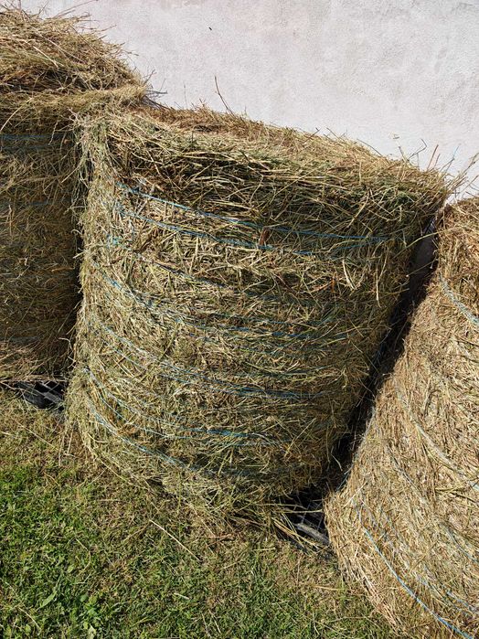 Vând 5 baloți rotunzi de lucernă