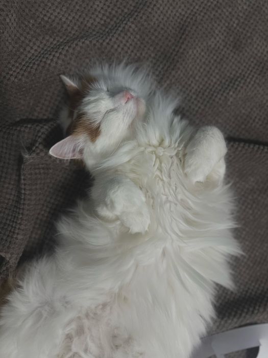 Кот 5 лет отадаю изза переезда