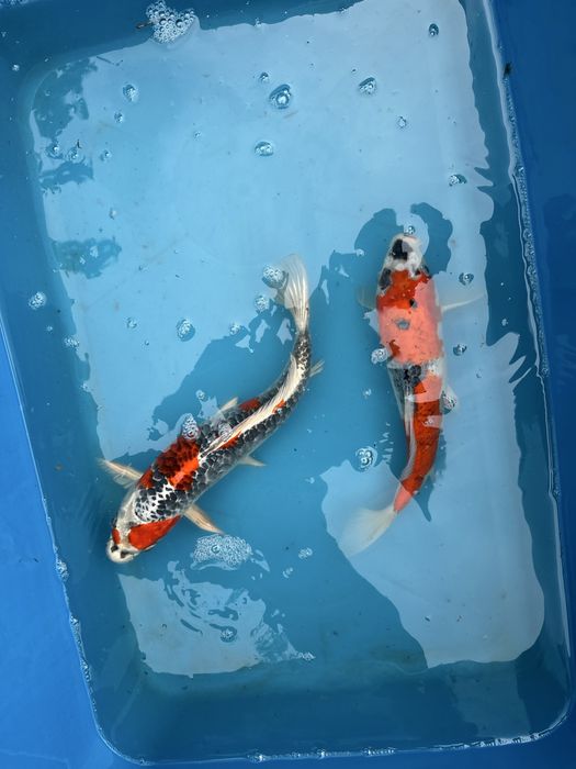 Vand Puiet de crap koi