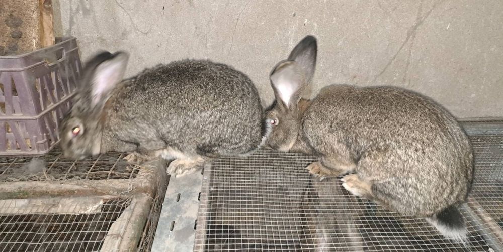 Зайци заек зайчета Фландър