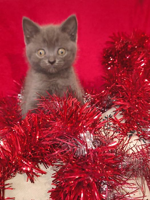 British short hair blue