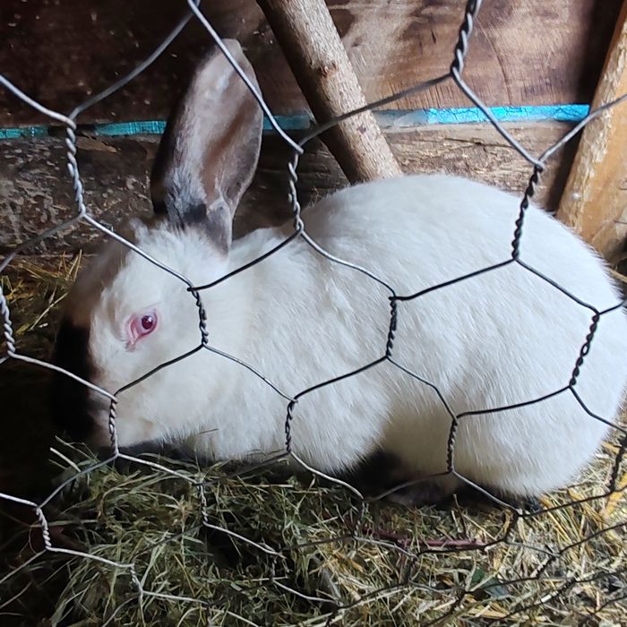 Iepuri uriaș transivania de vinzare