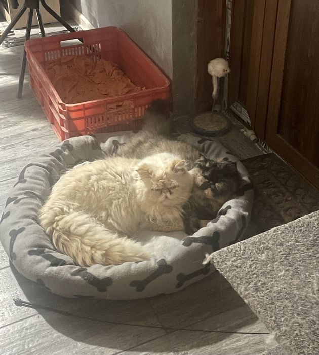 Персийско котенце