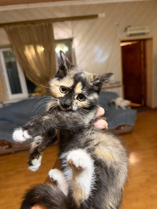 Котята 2 девочки