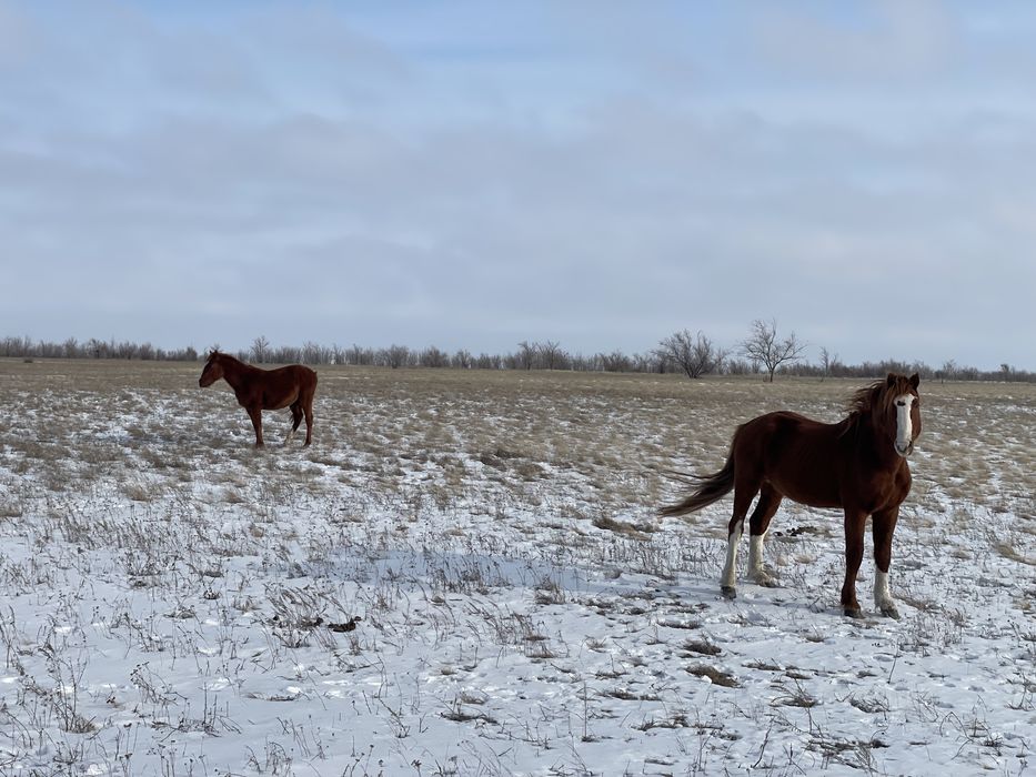 Жақсы айғыр 7-8 ж./ Жеребец 7-8 лет