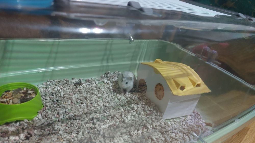 Vând hamster +cușcă și accesorii
