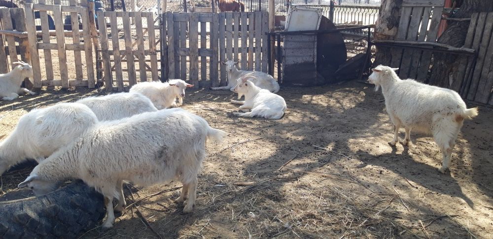 Козы породы заанен