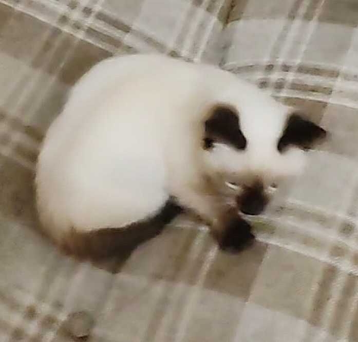 Сиамский котенок