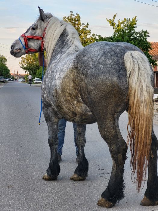 4 iepe de vanzare geatante