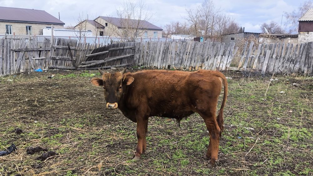 Продаётся бык. Годовалый